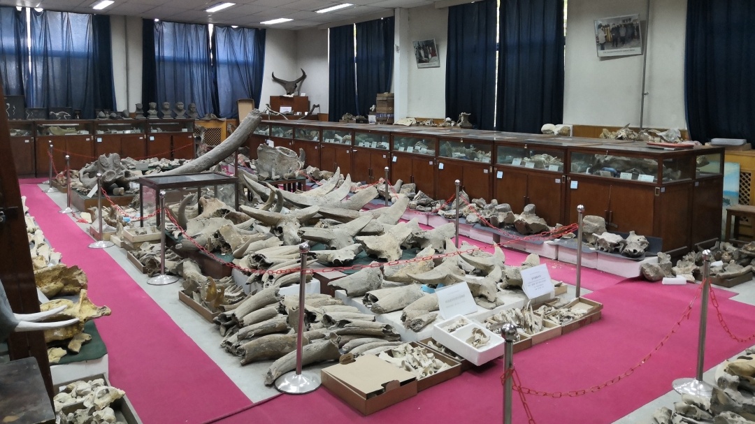 古脊椎动物陈列室1.jpg